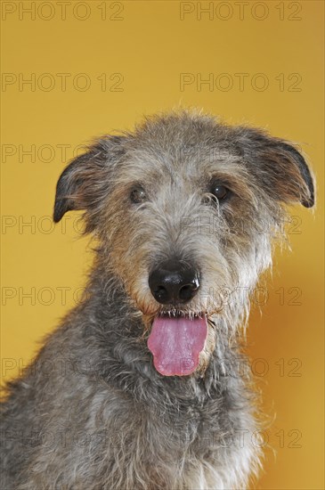 Irish Wolfhound