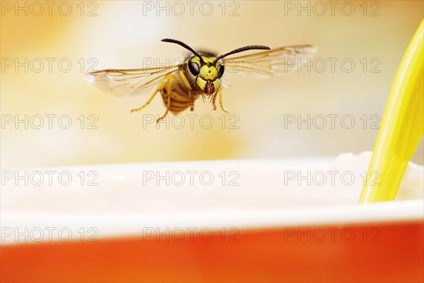 German wasp (Vespula germanica)