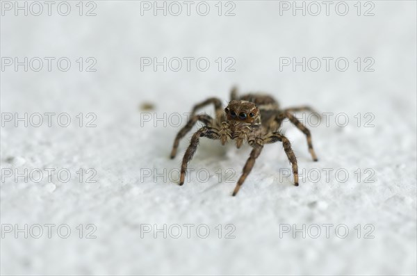 Jumping Spider (Plexippus paykulli) on white ground