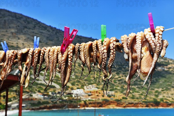 Hanged octopus dries on leash