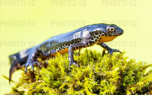 Alpine newt (Ichthyosaura alpestris)