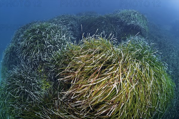 Neptune Grass (Posidonia oceanica)