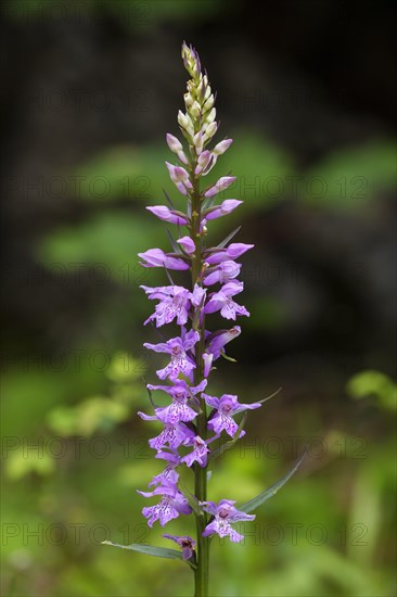 Sack-carrying Dactylorhiza (Dactylorhiza saccifera)