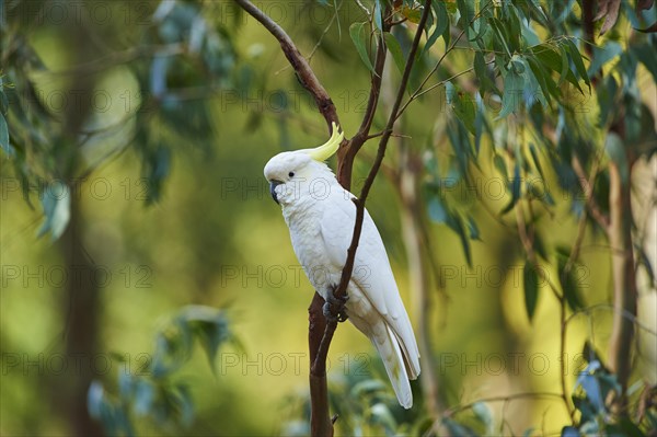 Sulphur-crested cockatoo (Cacatua galerita)