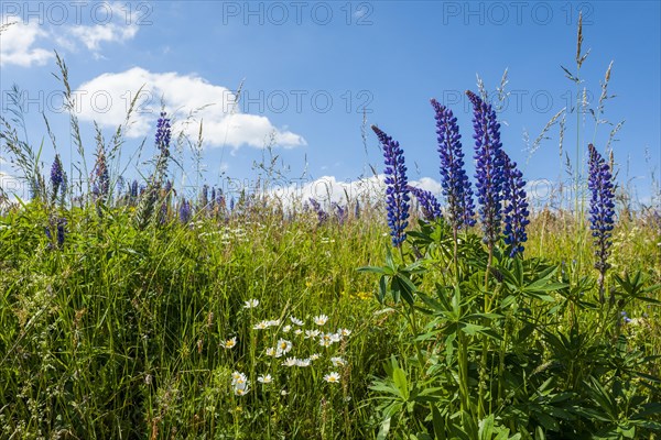 Large-leaved lupin (Lupinus polyphyllus)