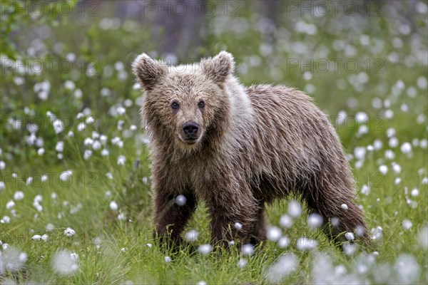 Brown bear (Ursus arctos) in woollen grass