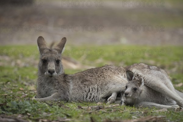 Eastern grey kangaroo (Macropus giganteus) adult and baby joey in it's mothers pouch