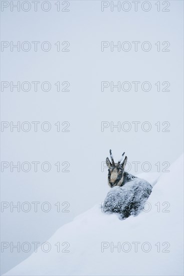 Chamois (Rupicapra rupicapra) sits in the snow on a steep slope