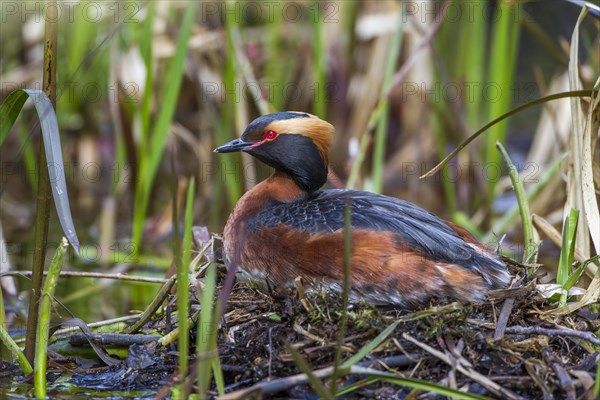 Horned Grebe (Podiceps auritus)