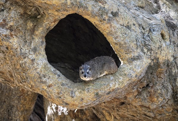 Bush hyrax (Heterohyrax brucei) sits in rock