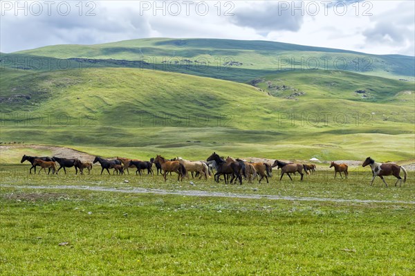 Flock of Horses (equus) running in Naryn gorge