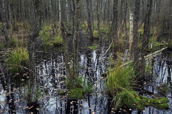 Moorlandscape in the Osterwald with Downy birches (Betula pubescens)