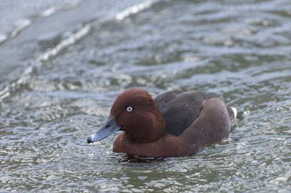 Ferruginous duck (Aythya nyroca)