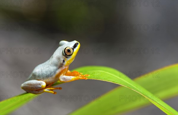 Blue-Back Reed Frog (Heterixalus madagascariensis)