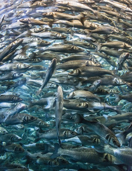 Zebra seabream (Diplodus cervinus) and sand steenbras (Lithognathus mormyrus) in an aquarium