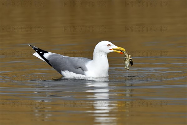 Yellow-legged gull (Larus michahellis)