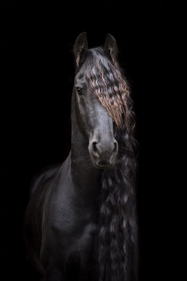 Friese (Equus)