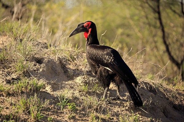 Southern ground hornbill (Bucorvus leadbeateri)