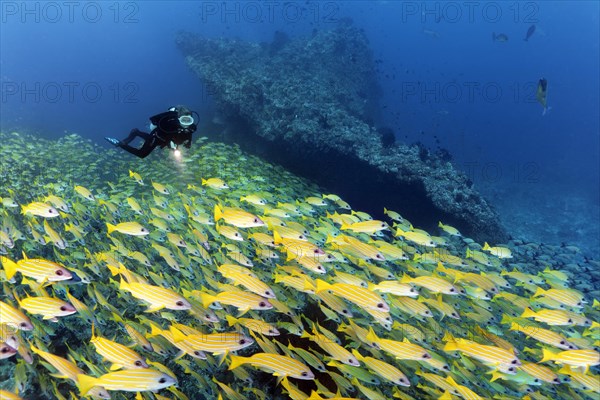 Diver watches large shoal of fish Bluestripe snapper (Lutjanus kasmira)