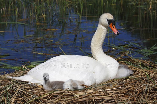 Mute swan (Cygnus olor) with chicks on nest