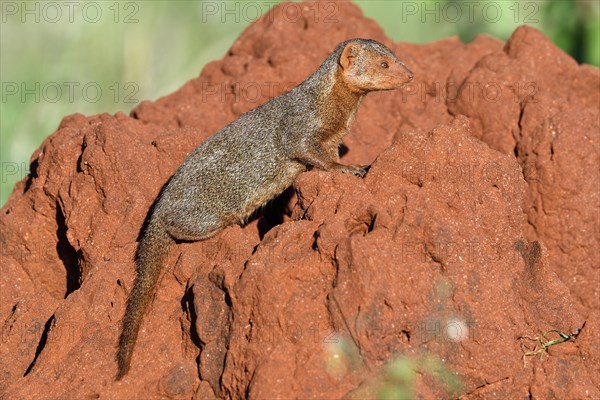 Dwarf mongoose (Helogale parvula) on a termite hill