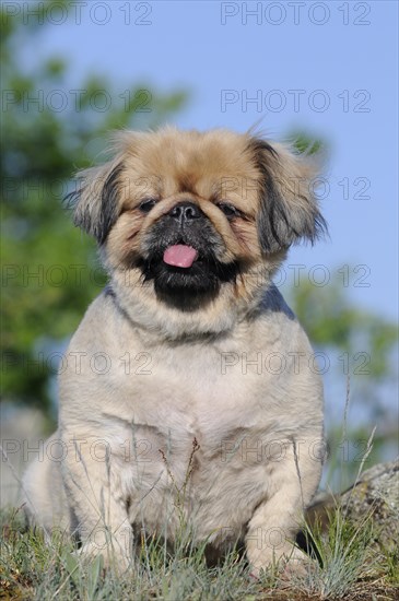 Pekingese