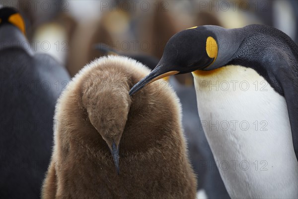 King penguin (Aptenodytes patagonicus)