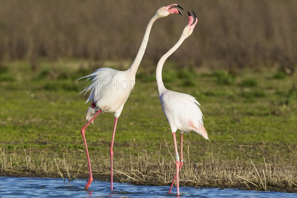 Greater Flamingo (Phoenicopterus roseus)