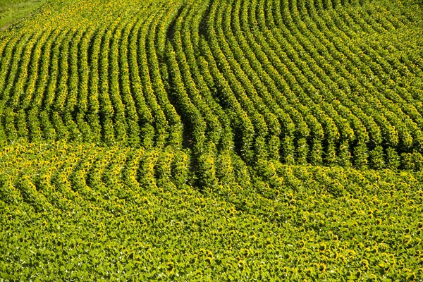 Field of sunflowers