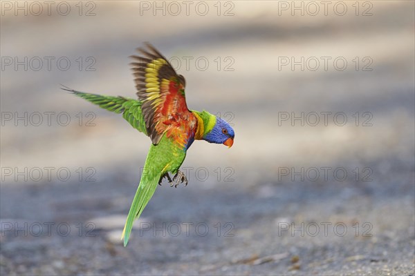 Rainbow lorikeet (Trichoglossus moluccanus)