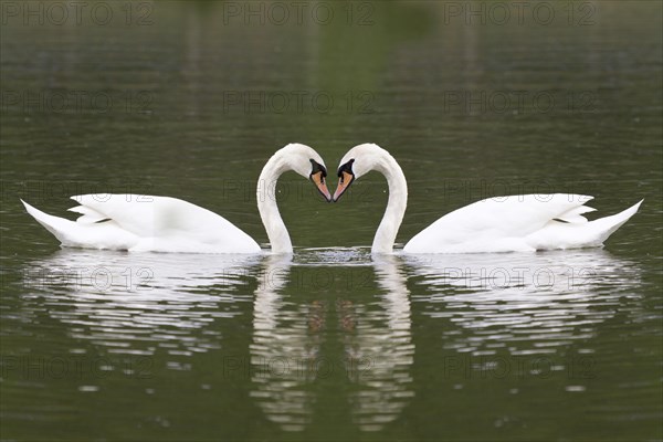 Mute swane (Cygnus olor) on a lake