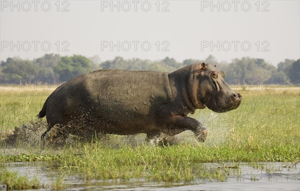 Hippopotamus (Hippopotamus amphibius)