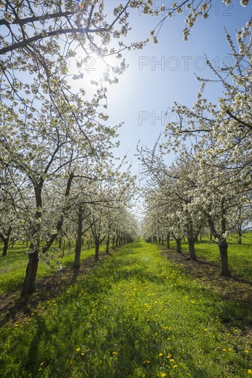 Cherry blossom