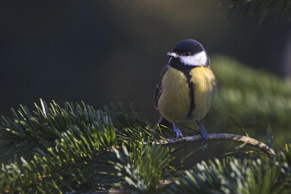 Great tit (Parus major)