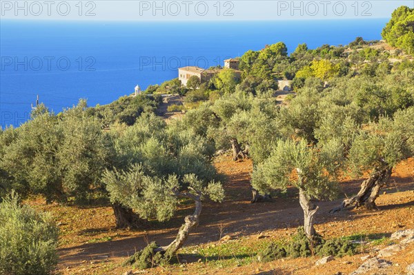 Olive trees surrounding Son Marroig Mansion