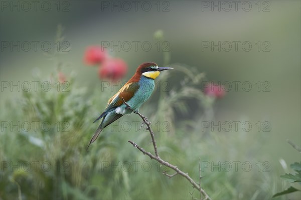 Bee-eater (Merops apiaster)