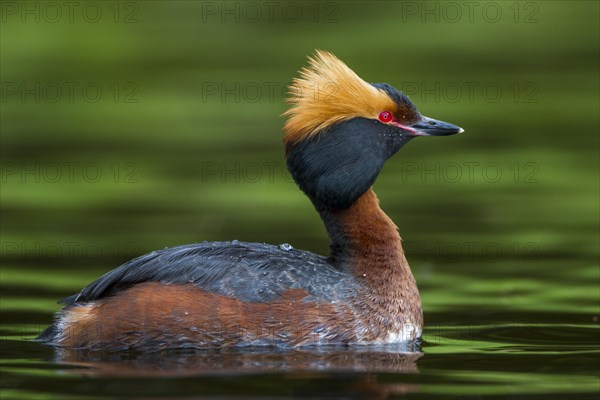 Horned Grebe (Podiceps auritus)