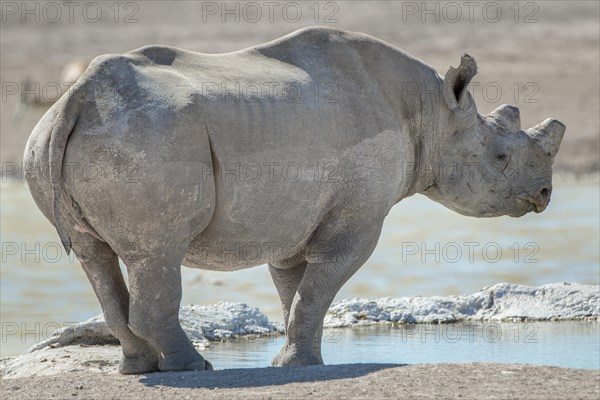 Black rhinoceros (Diceros bicornis)