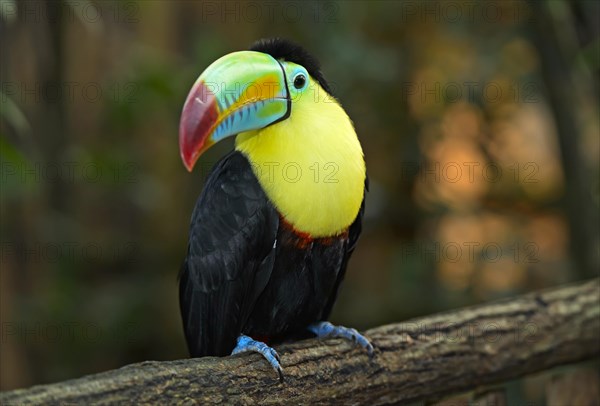 Keel-billed Toucan