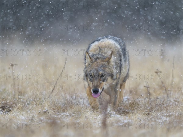 Gray wolf (Canis lupus)