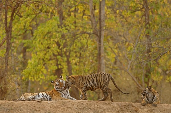 Bengal tiger (Panthera tigris tigris)