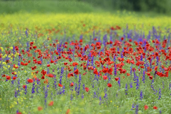 Flower meadow with Corn poppy (Papaver rhoeas) and Delphinium (Delphinum)