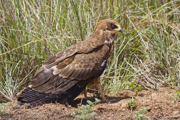 African marsh harrier (Circus ranivorus)