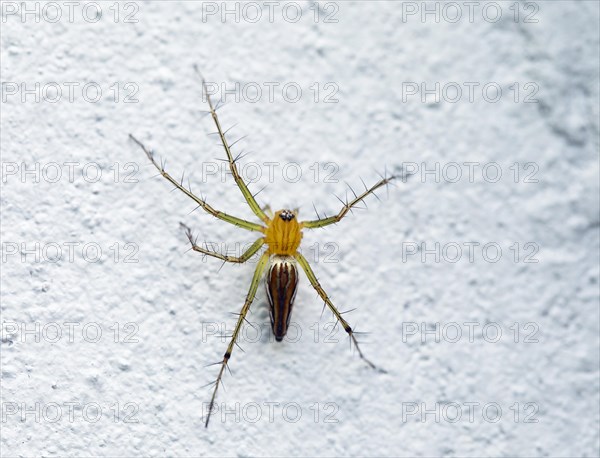 Lean lynx spider (Oxyopes macilentus) on white wall