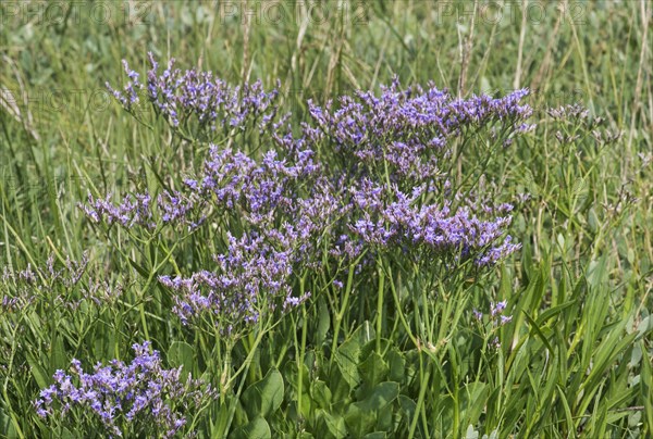 Blooming common sea lavender (Limonium vulgare)