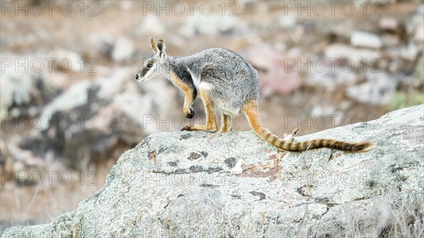 Yellow-footed rock-wallaby (Petrogale xanthopus)