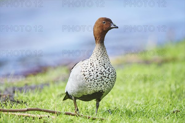 Australian wood duck (Chenonetta jubata)