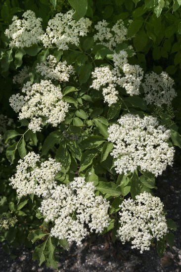 Elder (Sambucus nigra)