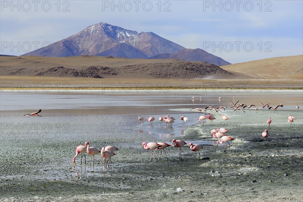 James's flamingos (Phoenicoparrus jamesi)