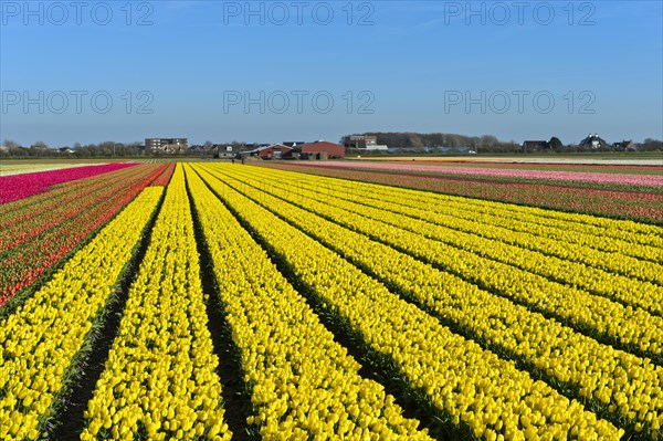 Field with yellow tulips